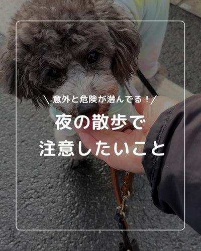 夏の夜散歩も安心安全に！愛犬と快適に過ごすための5つのポイント