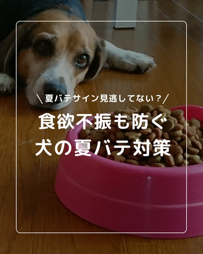 夏バテにご注意！わんちゃんのためのチェックリスト＆対策ポイント