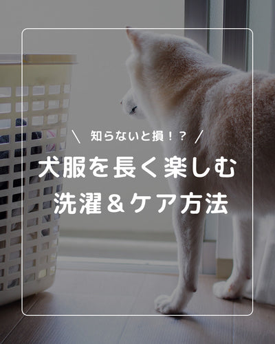 犬服を長持ちさせる！洗濯・ケアのポイント