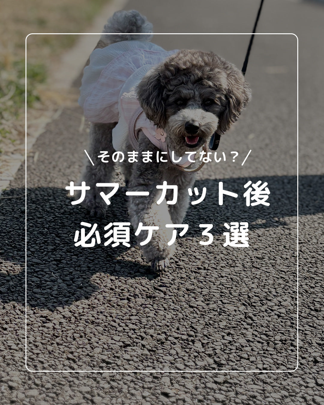 ＼ちゃんとケアできてる？／  サマーカット後に必要な3つのケア方法