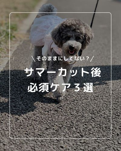 ＼ちゃんとケアできてる？／  サマーカット後に必要な3つのケア方法