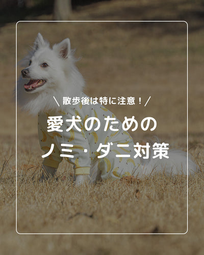 散歩後のノミ・ダニ対策とケア方法