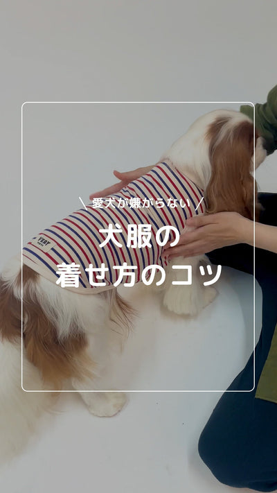 【保存版】愛犬に服を着せるコツ！嫌がらない着せ方のポイント