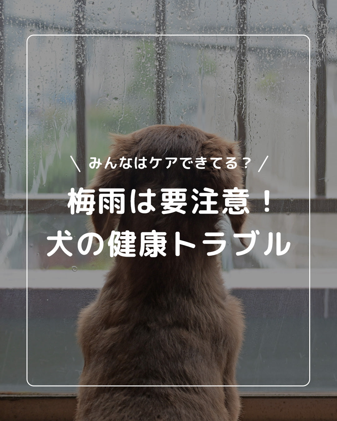 ＼梅雨の季節は要注意！／愛犬のためのケア方法