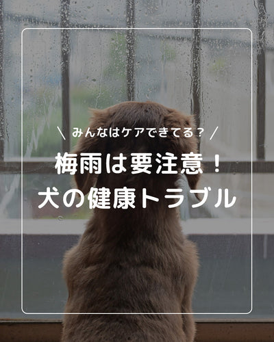 ＼梅雨の季節は要注意！／愛犬のためのケア方法