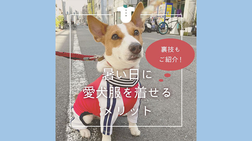 暑い日に愛犬服を着せるメリット