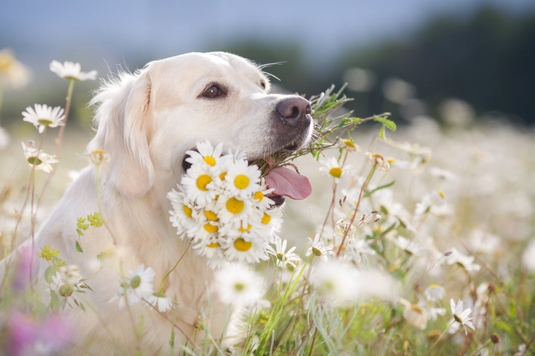 春こそ犬服を着せるべき理由｜花粉・汚れ・虫から愛犬を守る対策とは