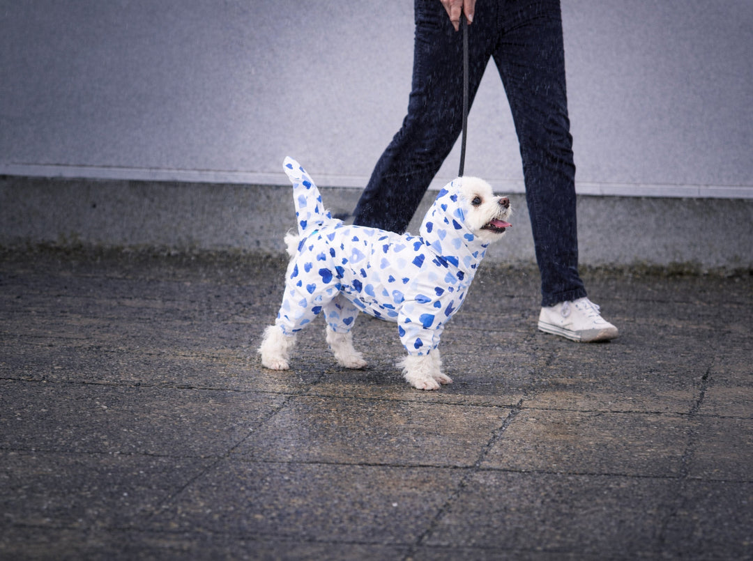 雨の日 散歩 犬｜行くべき？やめるべき？後悔しない判断とレインコートの正しい選び方