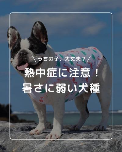 熱中症に要注意！愛犬を暑さから守ろう！