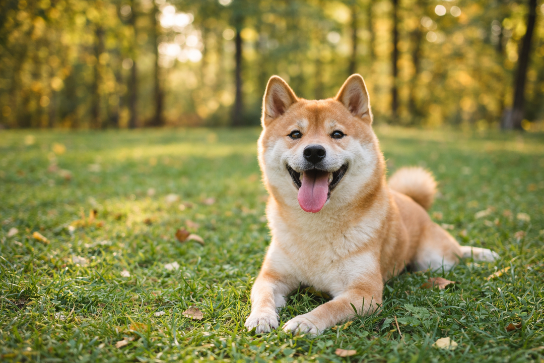 柴犬におすすめの服
