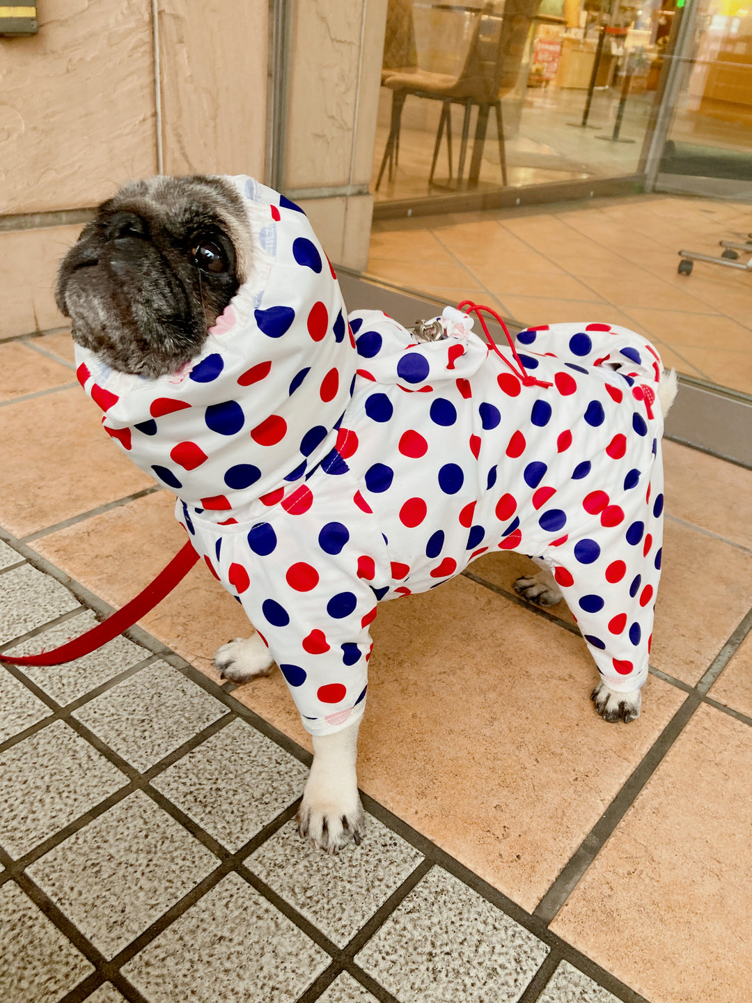 フレンチブルドッグ・パグ体型の犬服