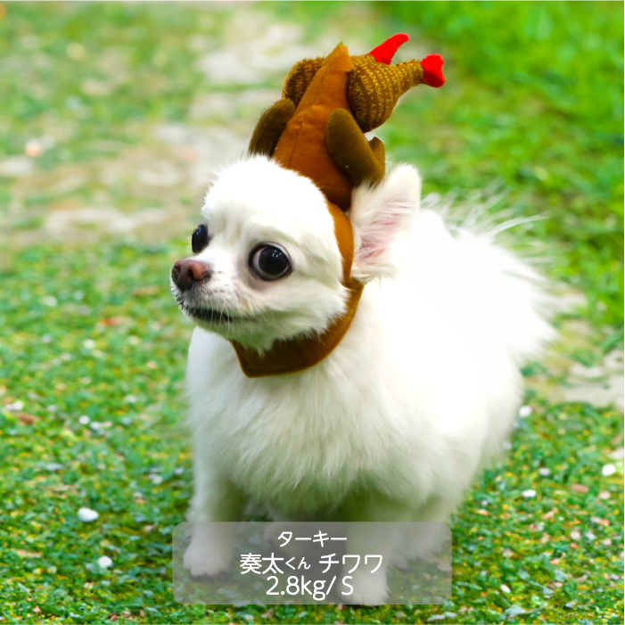 <font color="red">50％OFFセール</font><br>クリスマス　コスチューム 帽子　小型犬用 - VERY-PET