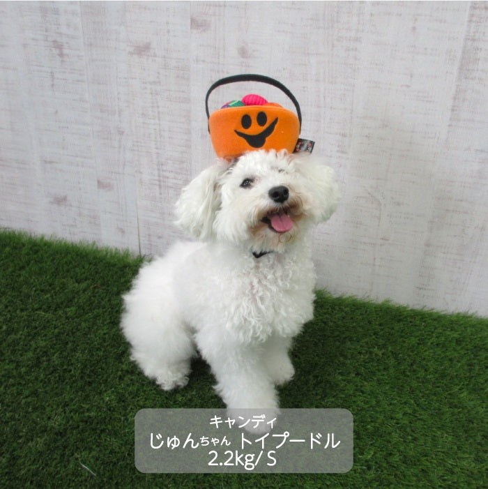 <font color="red">50％OFFセール</font><br>ハロウィン コスチューム 帽子　小型犬用 - VERY-PET