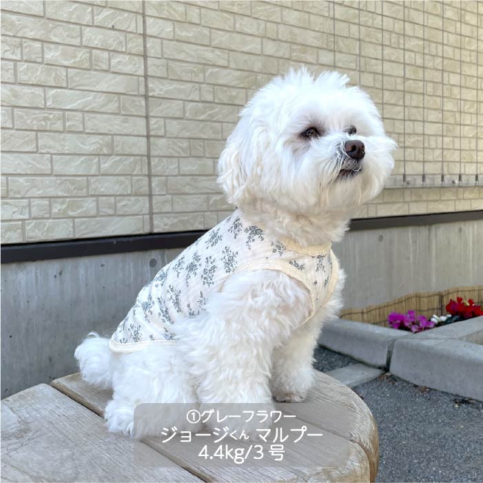 Web限定フラワープリントタンクトップ 小型犬・胴長・ダックス - VERY-PET