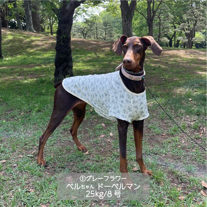 Web限定フラワープリントTシャツ 大型犬 - VERY-PET