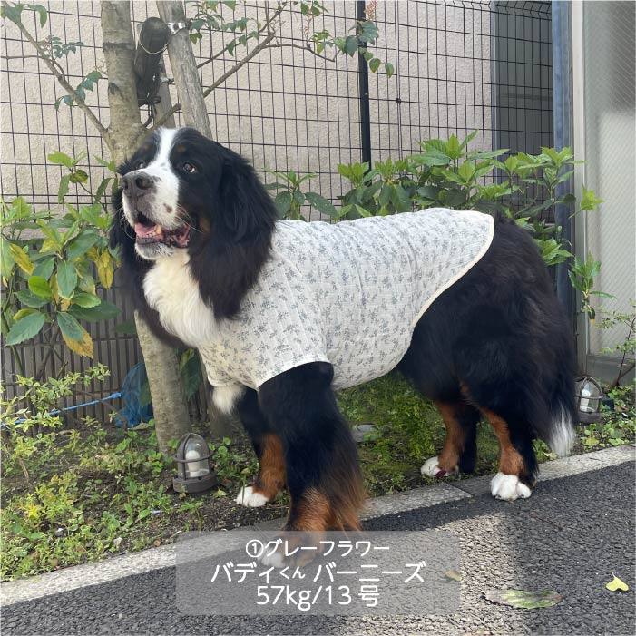 Web限定フラワープリントTシャツ 超大型犬 - VERY-PET