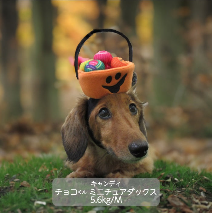 <font color="red">50％OFFセール</font><br>ハロウィン コスチューム 帽子　小型犬用