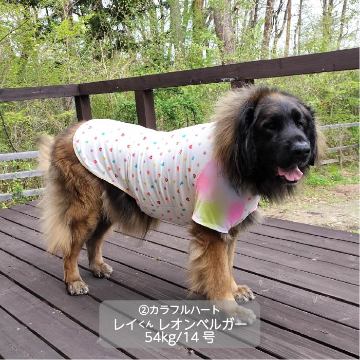 Web限定ハートプリントTシャツ 超大型犬 - VERY-PET