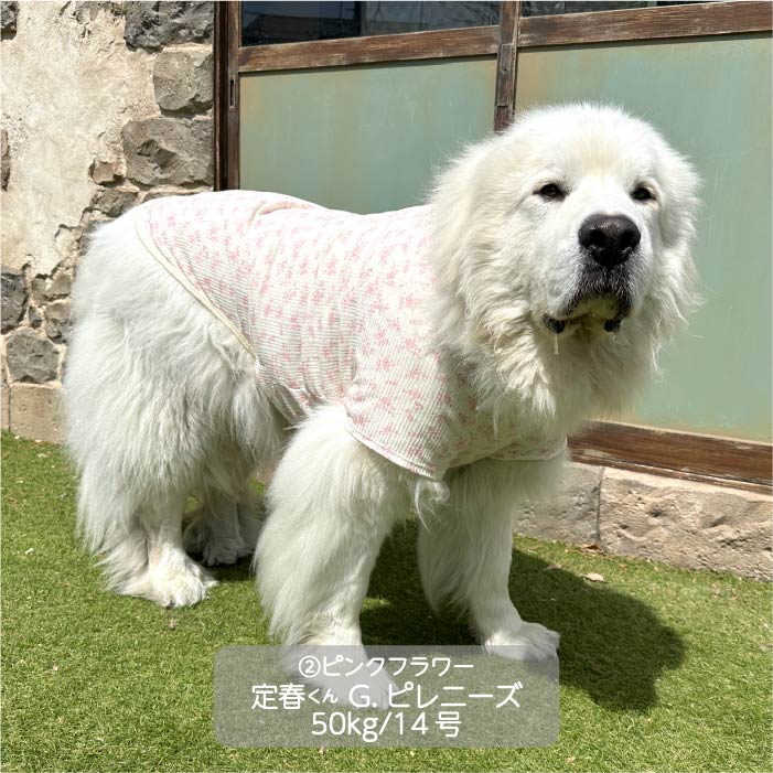 Web限定フラワープリントTシャツ 超大型犬 - VERY-PET