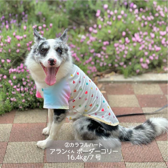 Web限定ハートプリントTシャツ 中型犬 - VERY-PET