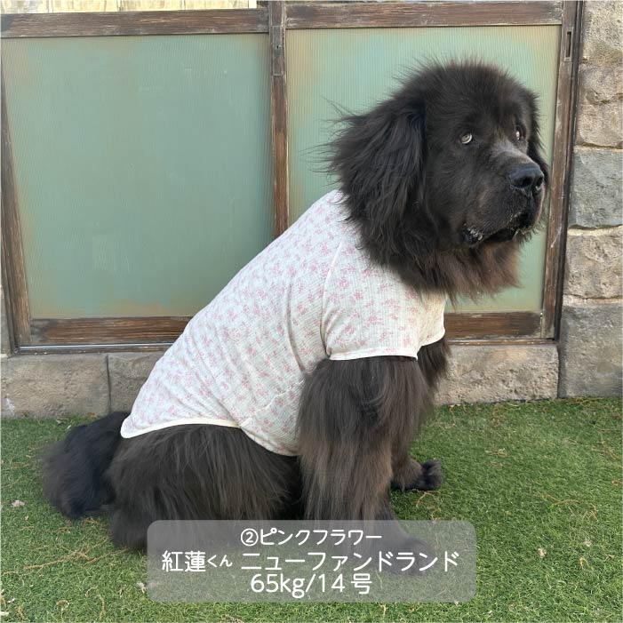 Web限定フラワープリントTシャツ 超大型犬 - VERY-PET