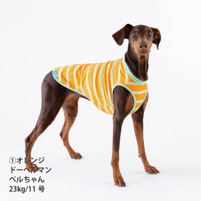 <font size="2">小型～超大型 ダックス 胴長 [全26size展開]</font><br>コットンボーダータンクトップ - VERY-PET