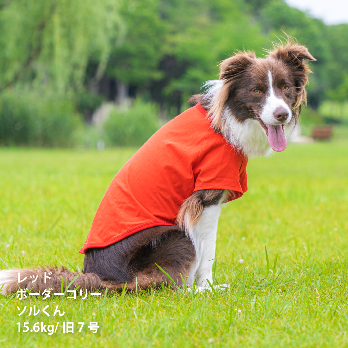 コットンTシャツ　無地・ボーダー【綿100%】中型犬 - VERY-PET
