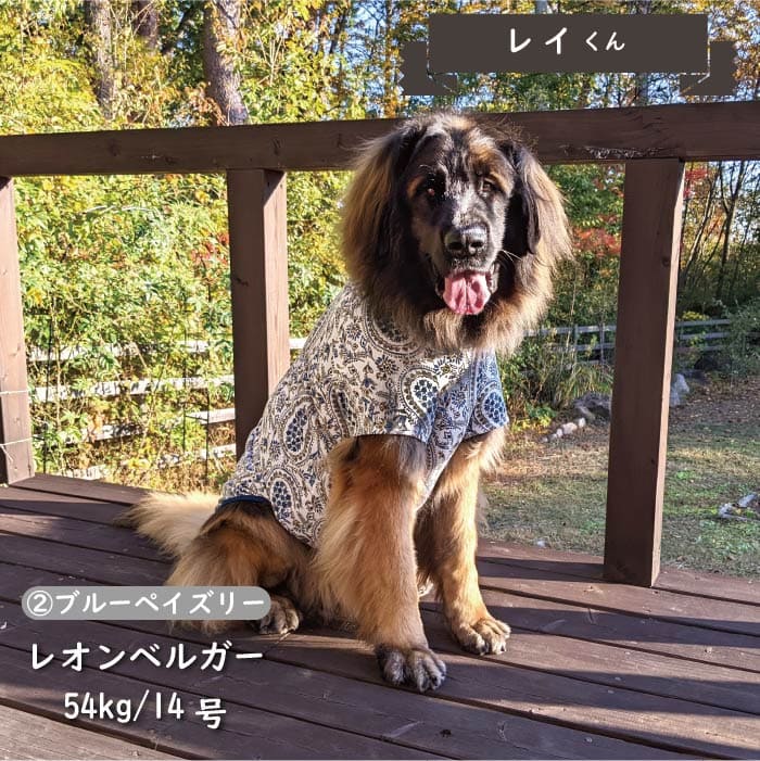 Web限定ペイズリープリントTシャツ 超大型犬 - VERY-PET