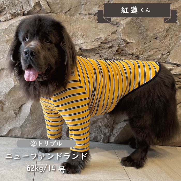 ※在庫のない商品は9月中旬入荷予定※<br>ストレッチボーダーロングTシャツ 超大型犬 - VERY-PET