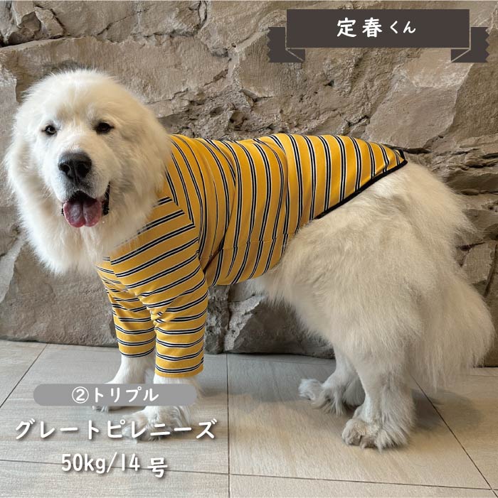 ※在庫のない商品は9月中旬入荷予定※<br>ストレッチボーダーロングTシャツ 超大型犬 - VERY-PET