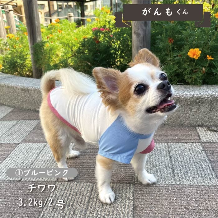 接触冷感&濡らして冷たい<br>カラーブロッククールTシャツ 小型犬・胴長・ダックス - VERY-PET