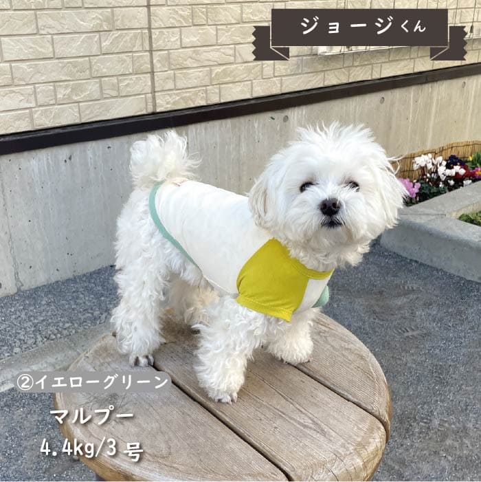 接触冷感&濡らして冷たい<br>カラーブロッククールTシャツ 小型犬・胴長・ダックス - VERY-PET