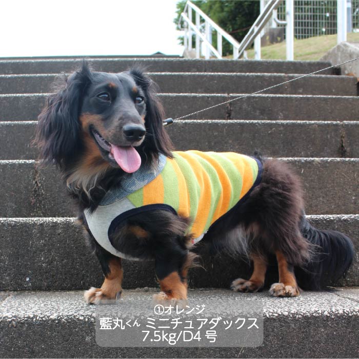 <font color="red">最新秋冬服20％OFFセール</font><br><font size="3">小型犬・胴長・ダックス</font> <br>フード付ボーダーニットタンク - VERY-PET