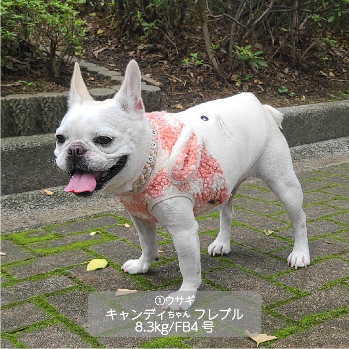 <font color="red">最新秋冬服20％OFFセール</font><br><font size="3">フレブル・パグ</font> <br>アニマルタンク - VERY-PET