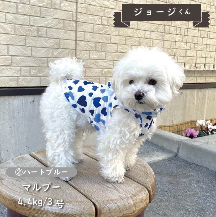 ストレッチレインコート 小型犬・胴長・ダックス - VERY-PET