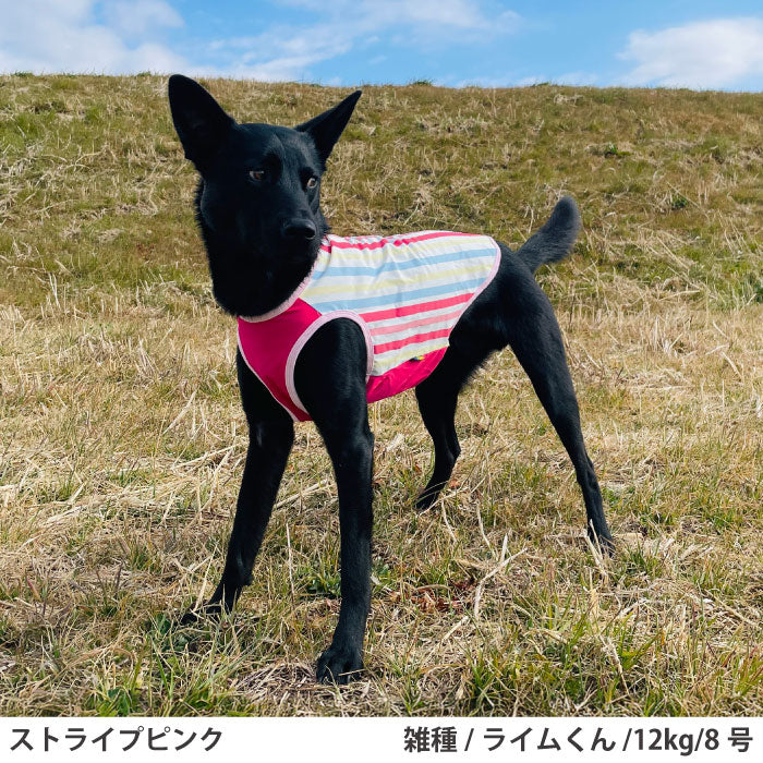 小型～超大型 ダックス 胴長 [全23size展開]<br>プリントクールタンク ストライプピンク - VERY-PET