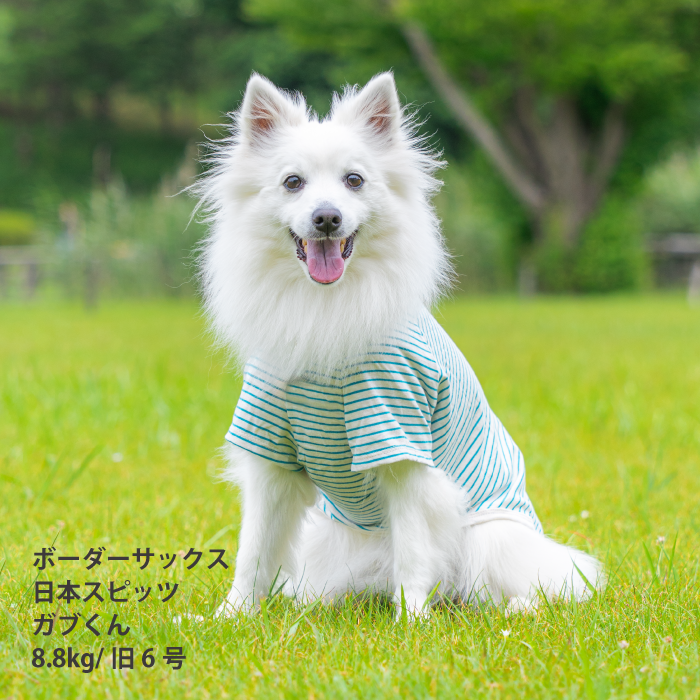 コットンTシャツ　無地・ボーダー【綿100%】中型犬 - VERY-PET