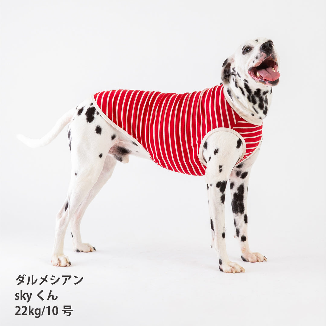 犬服 秋冬福袋  中型犬4枚入