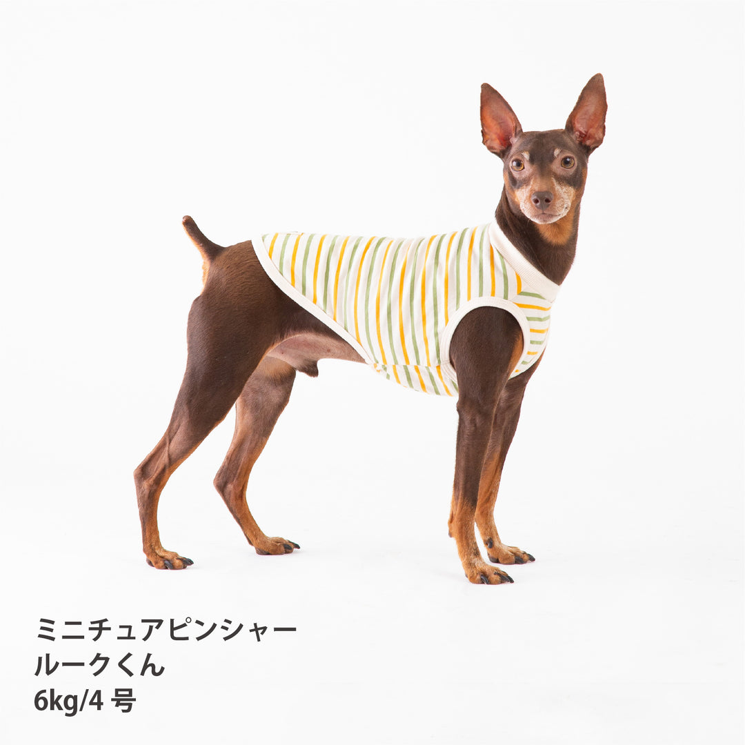 犬服 春夏福袋 小型犬6枚入