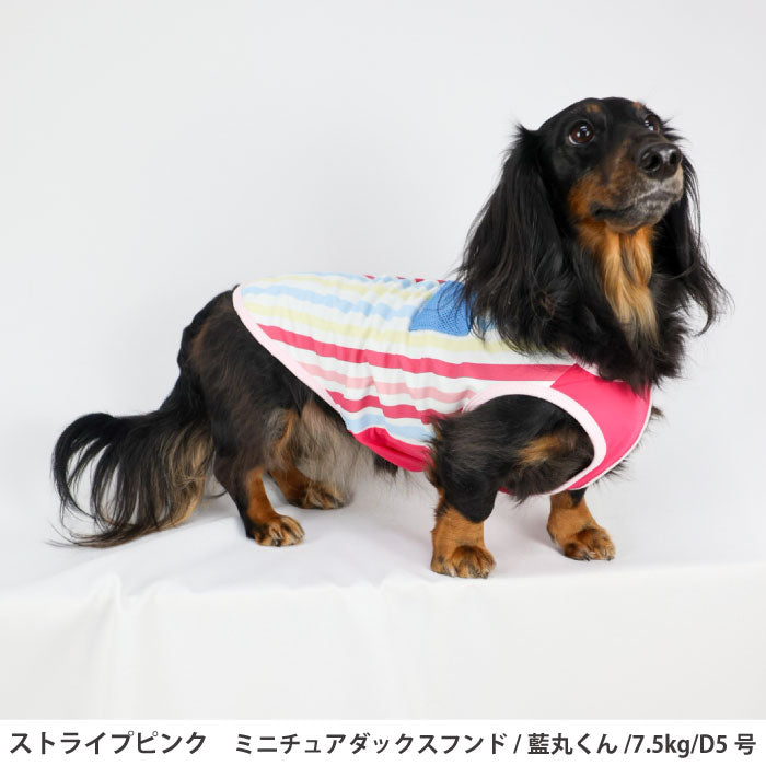 小型～超大型 ダックス 胴長 [全23size展開]<br>プリントクールタンク ストライプピンク - VERY-PET