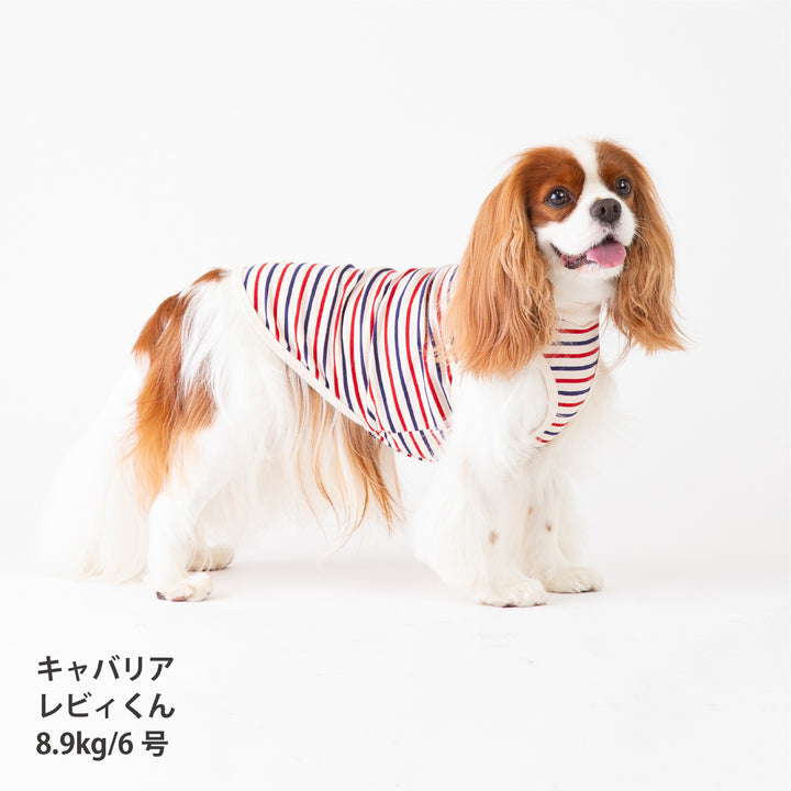 犬服 春夏福袋 小型犬6枚入