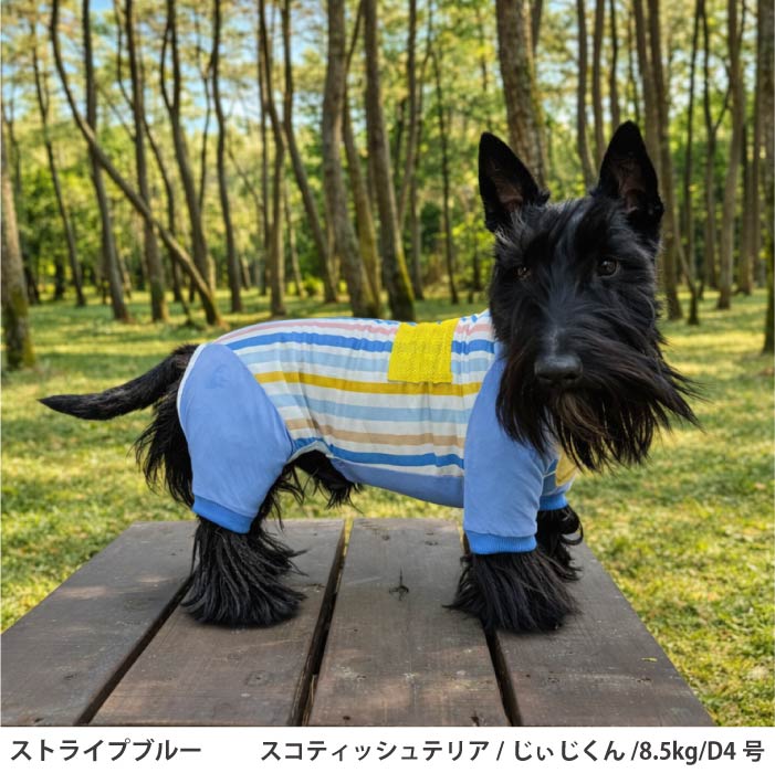 小型～超大型 ダックス 胴長 [全29size展開]<br>プリントクールロンパース ストライプブルー - VERY-PET