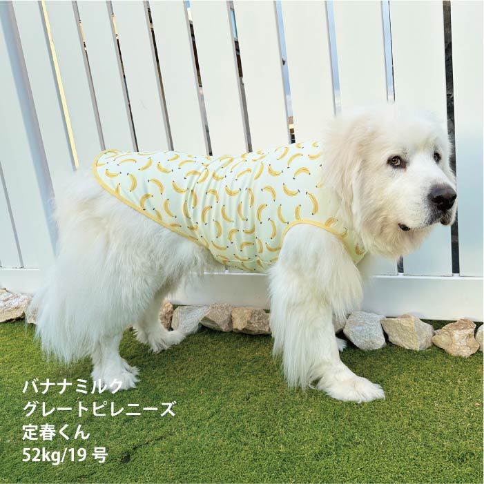 <font size="2">小型～超大型 ダックス 胴長 [全29size展開]</font><br>ポップクールタンクトップ バナナミルク - VERY-PET