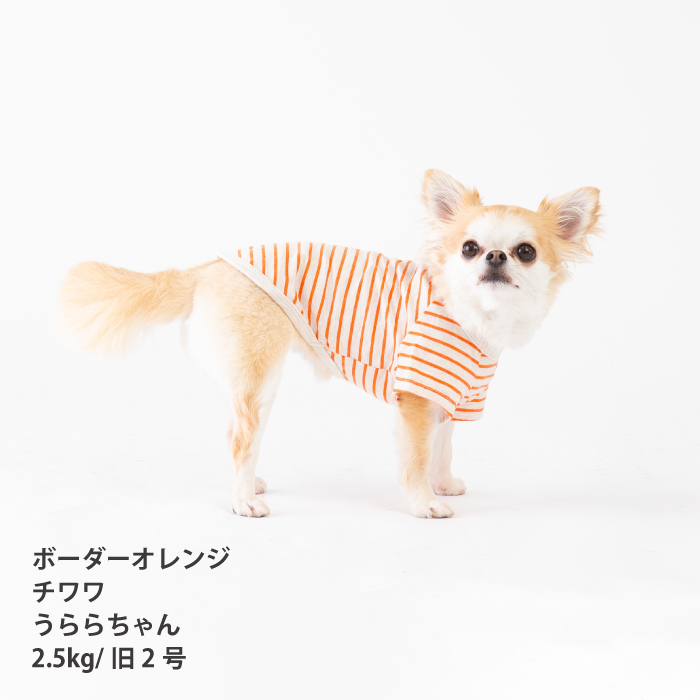 【綿100%】コットンTシャツ　小型犬・胴長・ダックス - VERY-PET
