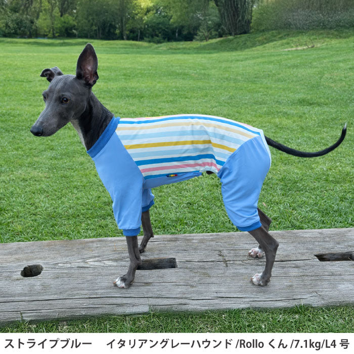小型～超大型 ダックス 胴長 [全29size展開]<br>プリントクールロンパース ストライプブルー - VERY-PET