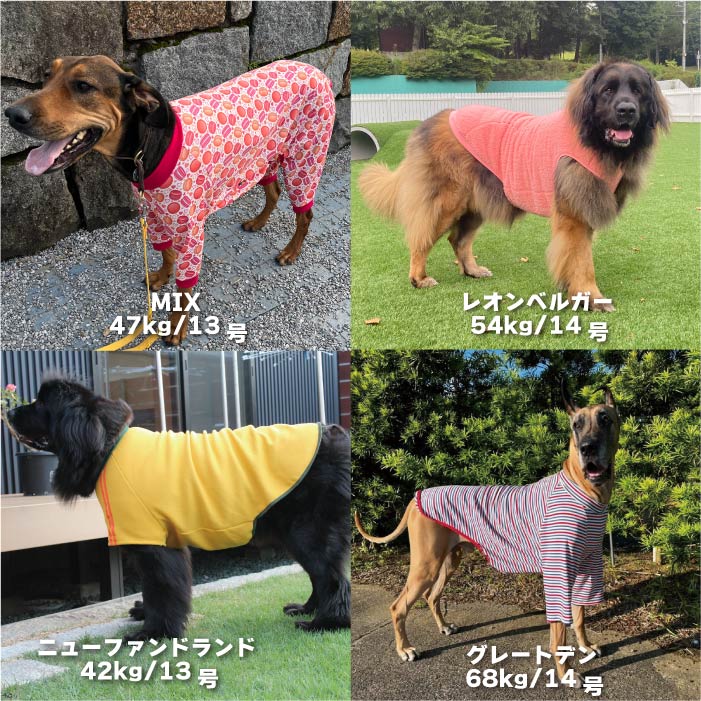 Web限定福袋<br>超大型犬3枚入<br>冬服・男女混合デザイン<br>※返品 交換不可