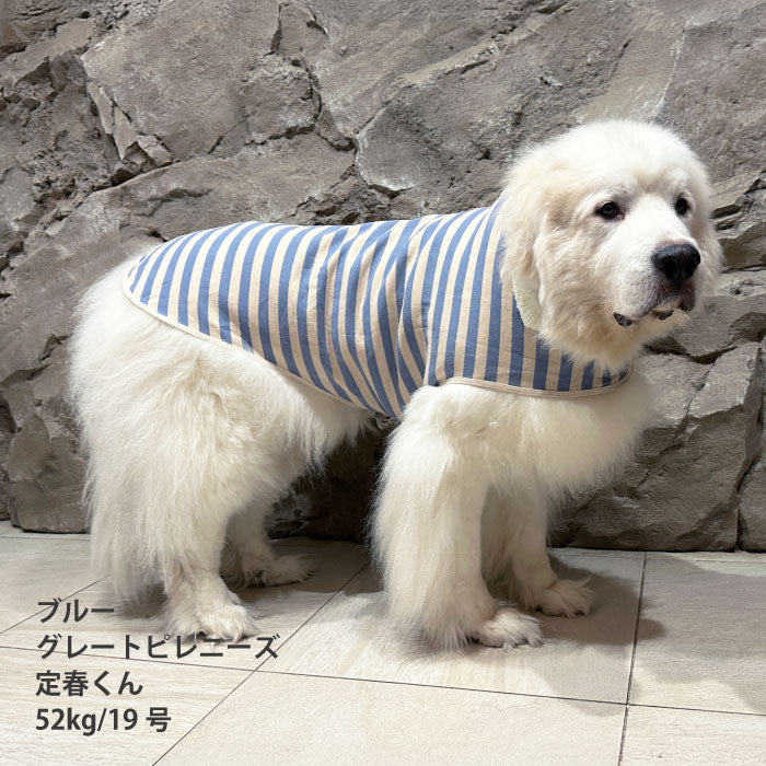 【スタイプレゼント対象商品】小型～超大型 ダックス 胴長 [全26size展開]<br>ボーダーコート - VERY-PET