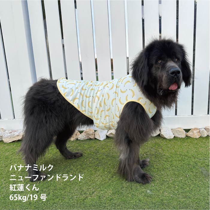 <font size="2">小型～超大型 ダックス 胴長 [全29size展開]</font><br>ポップクールタンクトップ バナナミルク - VERY-PET