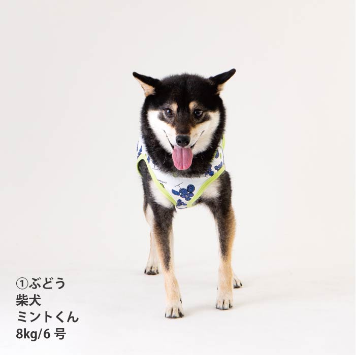 <font size="2">小型 中型 ダックス 胴長 [全14size展開]</font><br>【コルナムコラボ】クールタンクトップ - VERY-PET