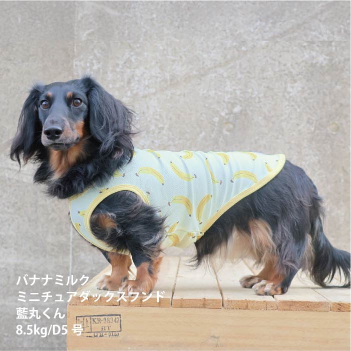 <font size="2">小型～超大型 ダックス 胴長 [全29size展開]</font><br>ポップクールタンクトップ バナナミルク - VERY-PET
